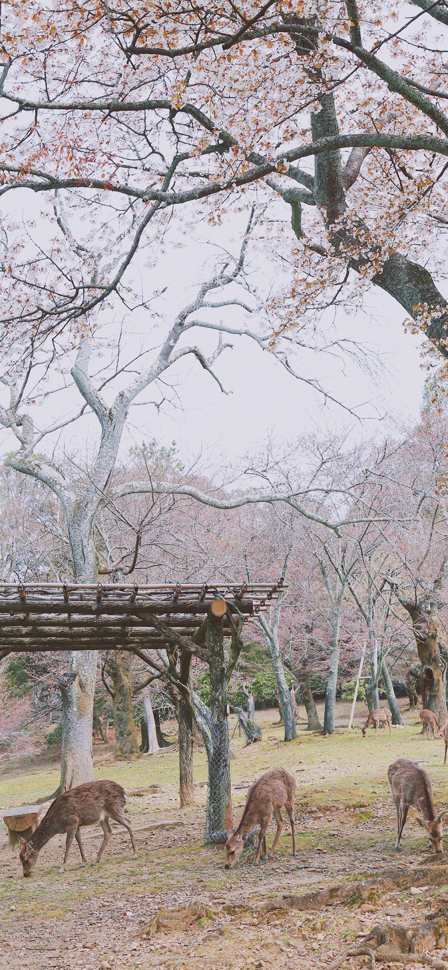 [2436×1125]公园 饲养 樱花树 树林 花季 鹿 苹果手机壁纸图片