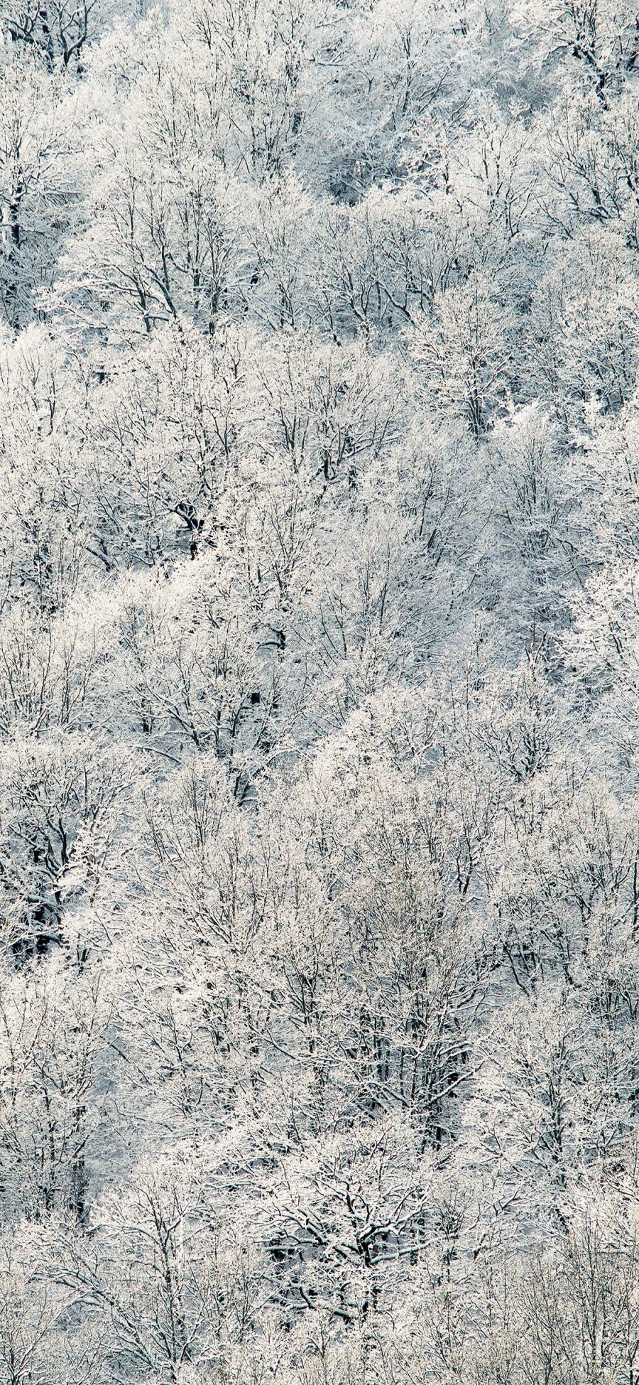 [2436×1125]冬季 冬天 雪 树木  白色 苹果手机壁纸图片