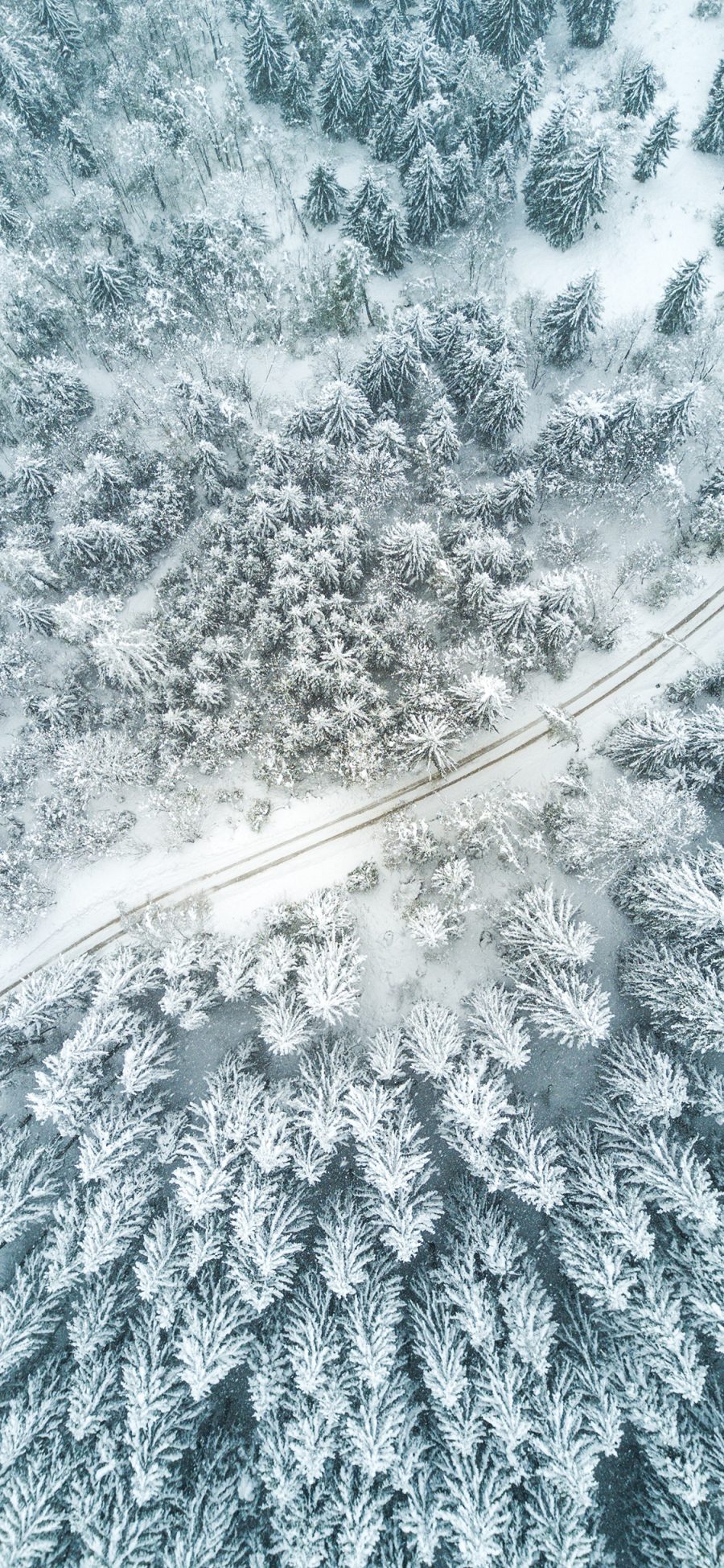 [2436×1125]冬季 冬天 雪 树木  白色 路 苹果手机壁纸图片