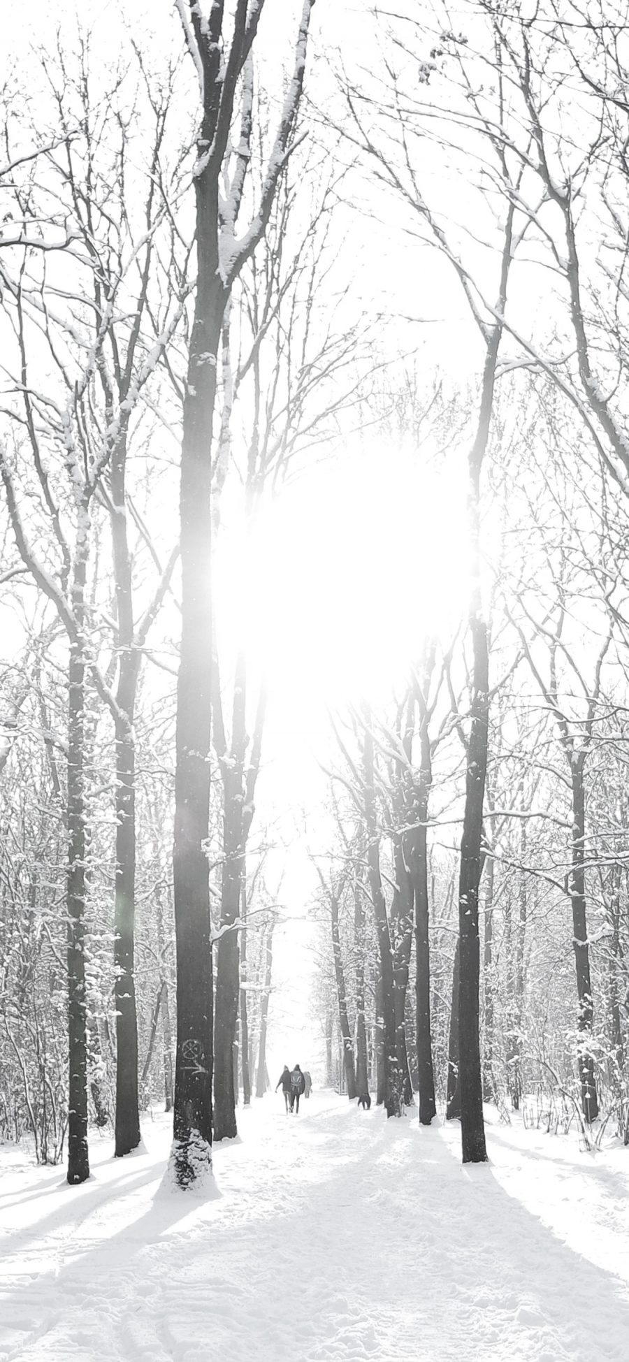 [2436×1125]冬季 冬天 雪地 树木 白 苹果手机壁纸图片
