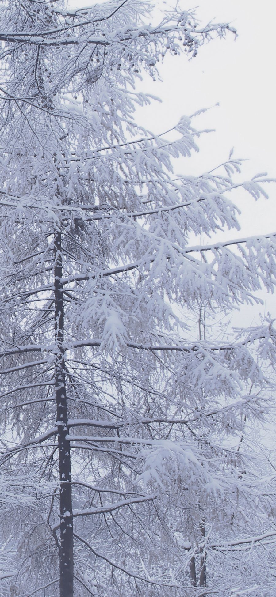 [2436×1125]冬季 树木 雪 寒冷 苹果手机壁纸图片