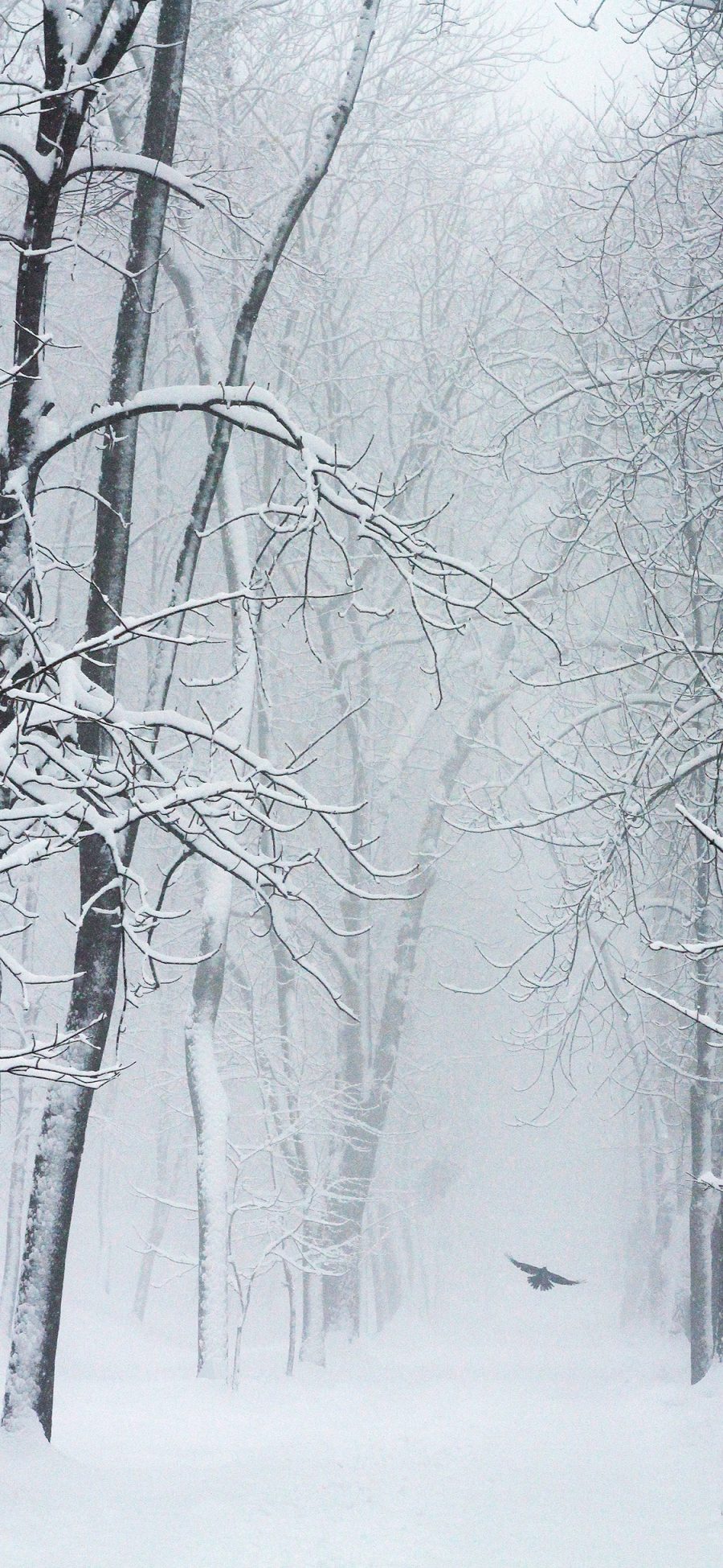 [2436×1125]冬季 树林 白雪覆盖 美景 苹果手机壁纸图片