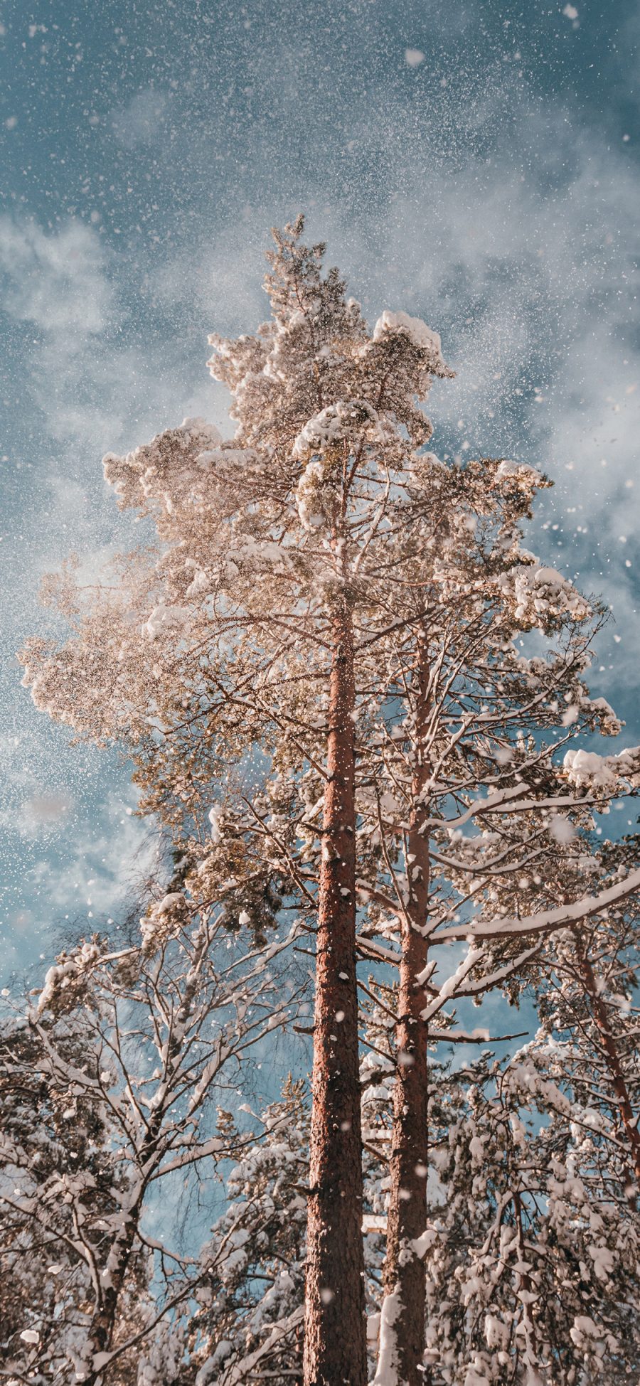 [2436×1125]冬季 美景 树木 雪花 浪漫 苹果手机壁纸图片