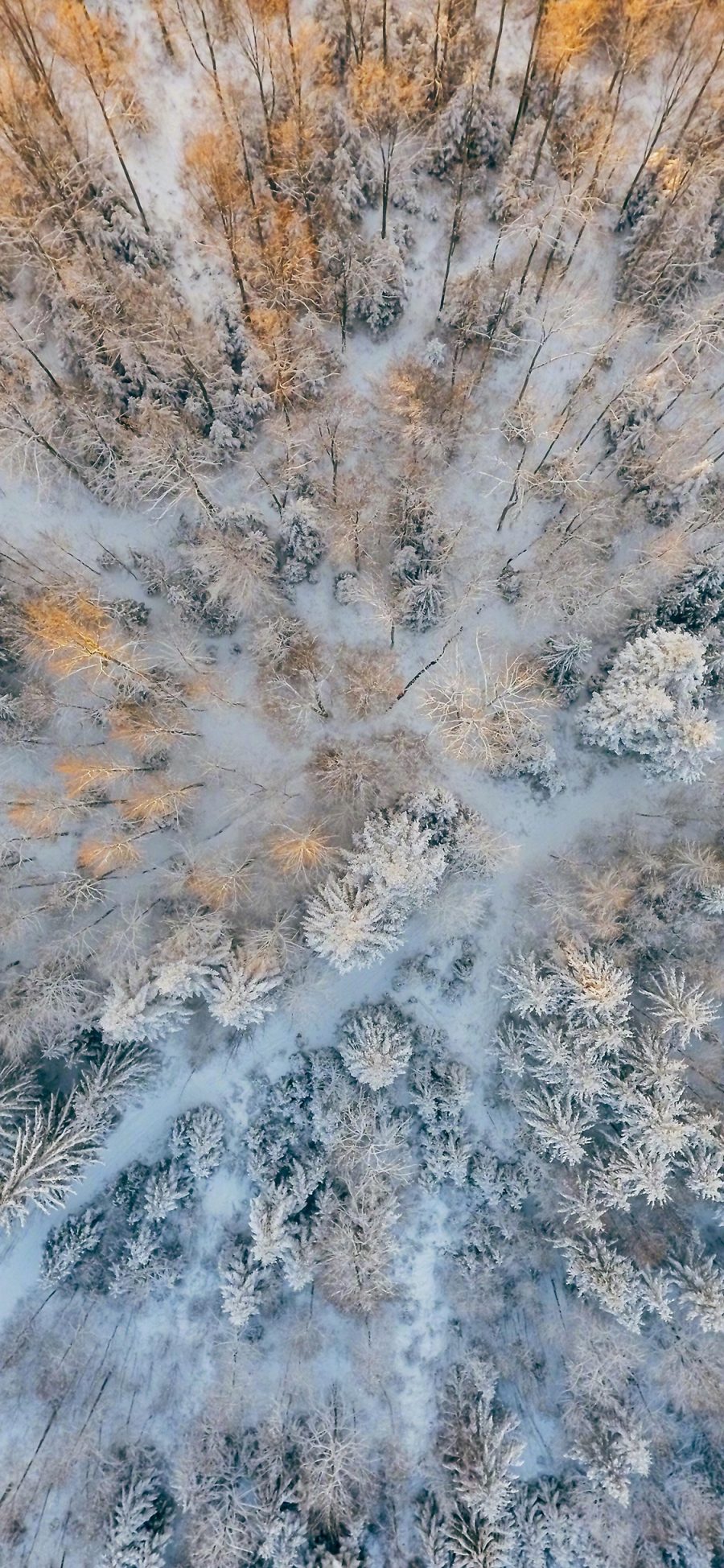 [2436×1125]冬季 雪地 树林 树林 航拍 苹果手机壁纸图片