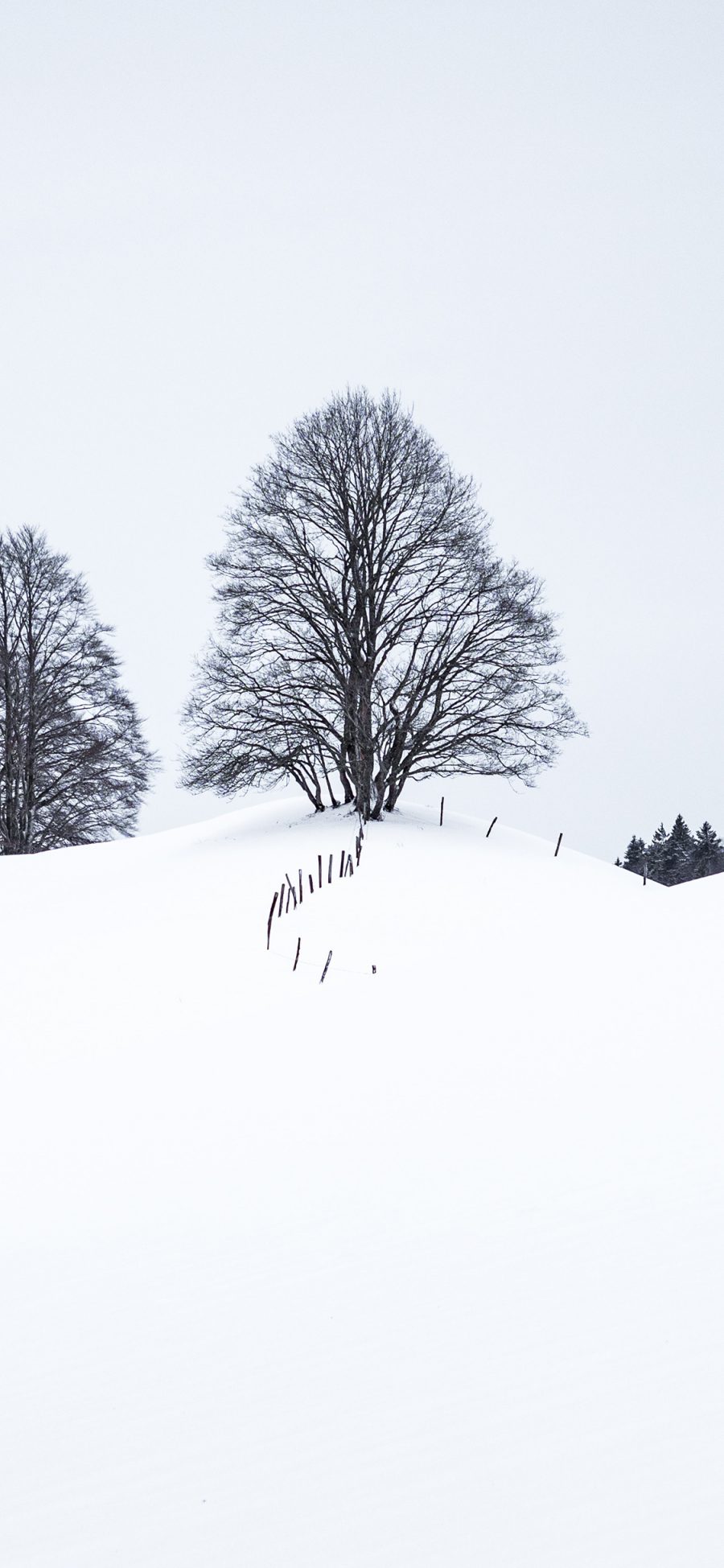 [2436×1125]冬季 雪地 白雪覆盖 树木 苹果手机壁纸图片