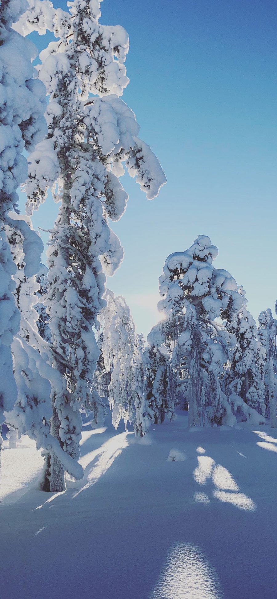 [2436×1125]冬季 雪地 白雪覆盖 树木 唯美 苹果手机壁纸图片