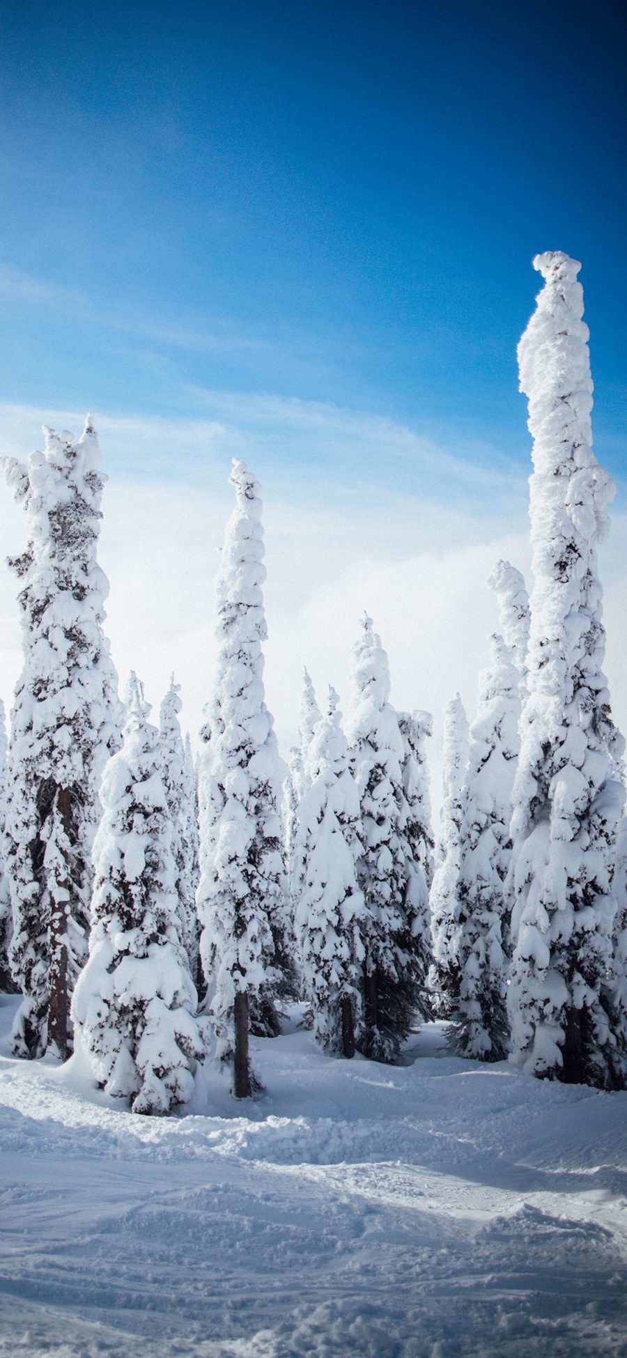 [2436×1125]冬季 雪景 树木 唯美 苹果手机壁纸图片
