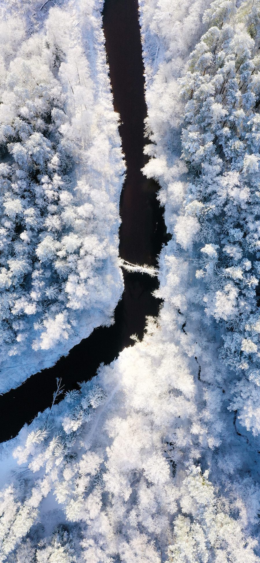 [2436×1125]冬季 雪景 树木 白雪覆盖 唯美