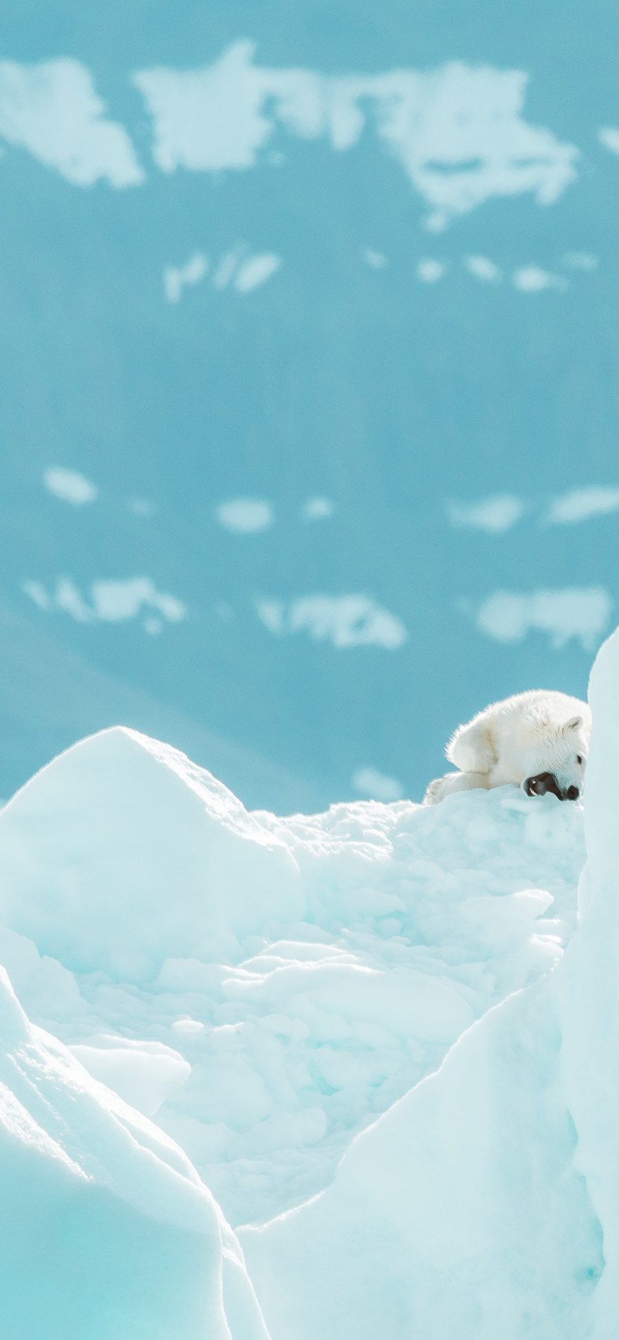 [2436×1125]冰川 冰山 北极熊 幼熊 苹果手机壁纸图片