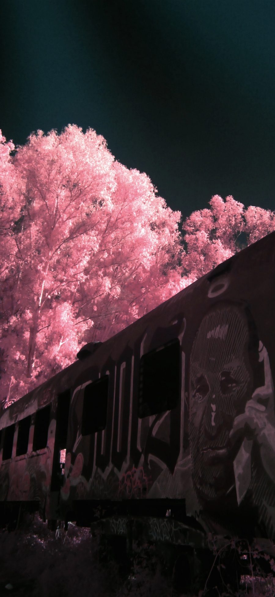 [2436×1125]列车 涂鸦 报废 树木 唯美 苹果手机壁纸图片