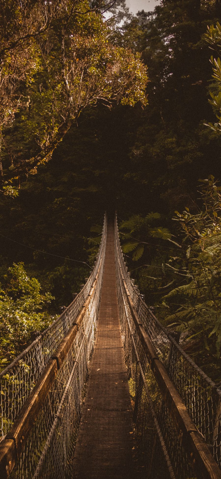 [2436×1125]吊桥 丛林 森林 树林 大自然 苹果手机壁纸图片