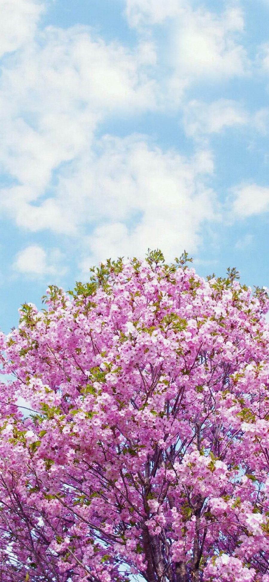 [2436×1125]唯美 花的世界 小清新 天空 苹果手机壁纸图片