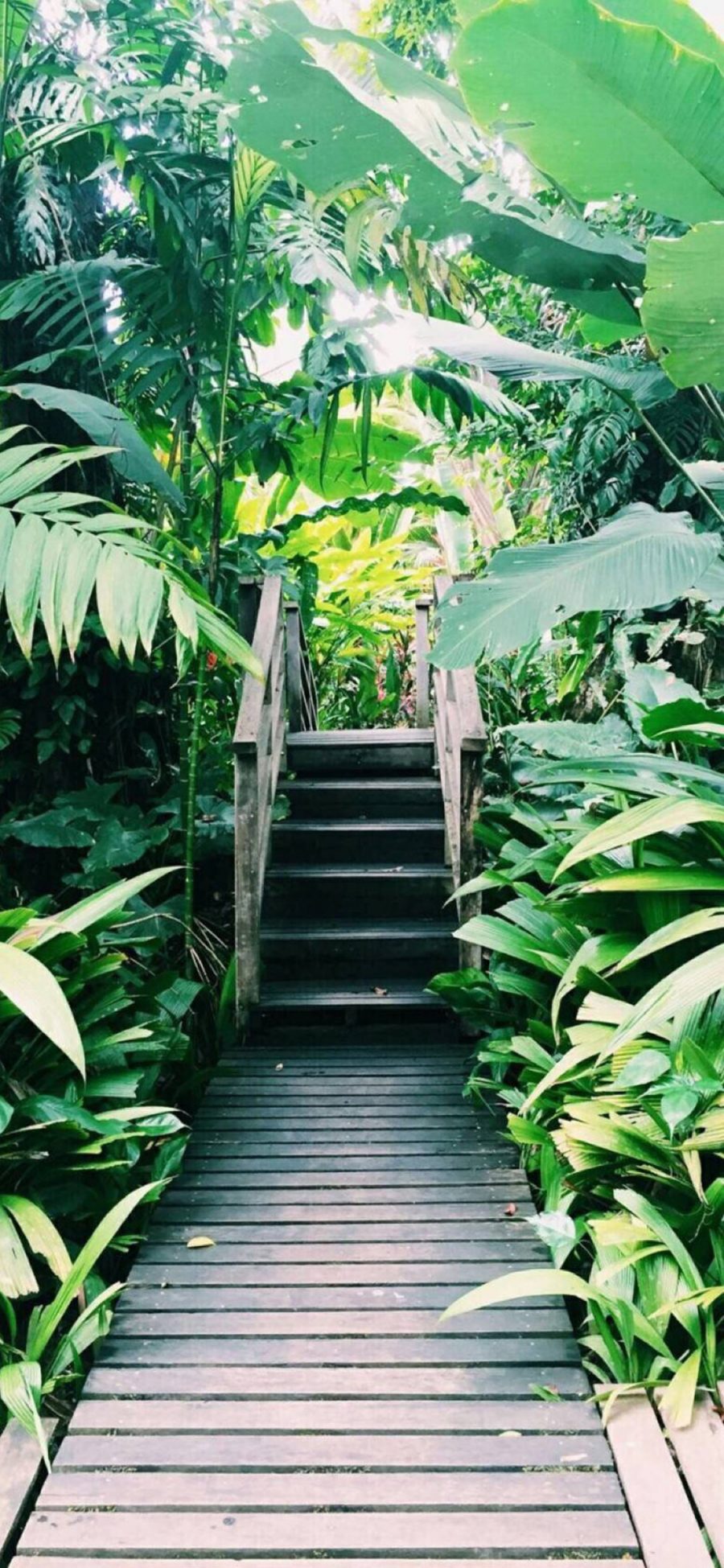 [2436×1125]园林 木板路 植株 绿植 自然 苹果手机壁纸图片