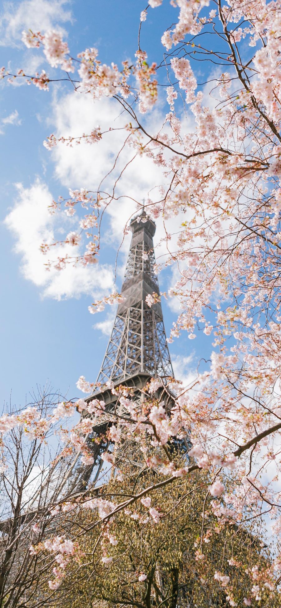 [2436×1125]埃菲尔铁塔 法国 巴黎 樱花 建筑 苹果手机壁纸图片