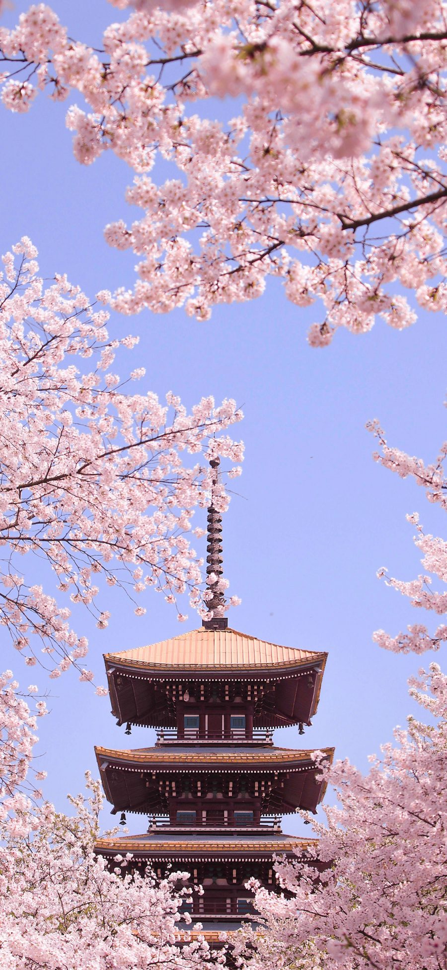 [2436×1125]塔 樱花 建筑 枝头 盛开 鲜花 苹果手机壁纸图片