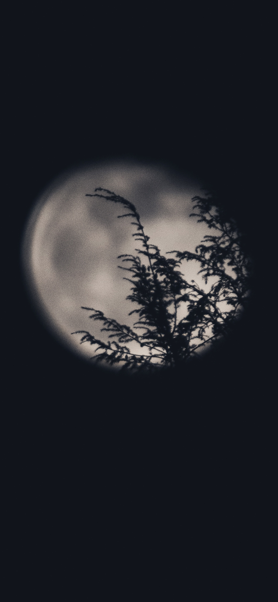 [2436×1125]夜晚 月亮 树木 影子 夜景 苹果手机壁纸图片