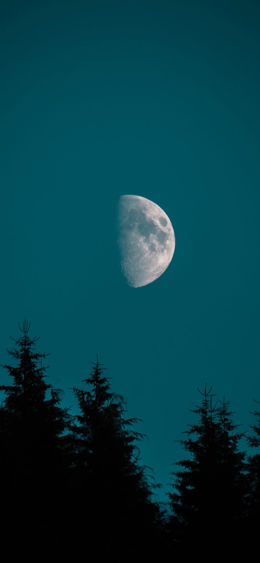 [2436×1125]夜晚 月亮 树林 夜空 苹果手机壁纸图片