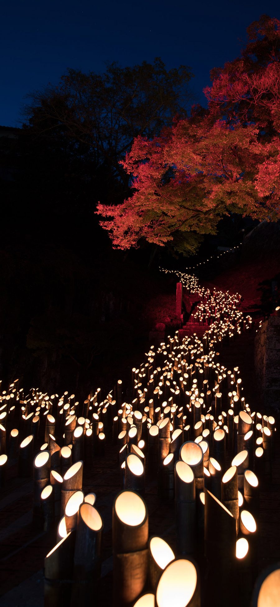 [2436×1125]夜景 创意 竹子 灯光 照明 苹果手机壁纸图片