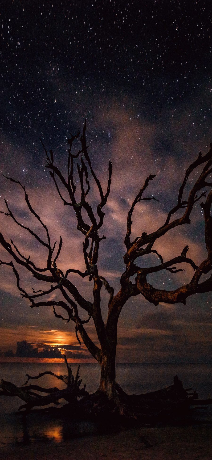 [2436×1125]夜景 星空 树枝 枯木 意境 苹果手机壁纸图片