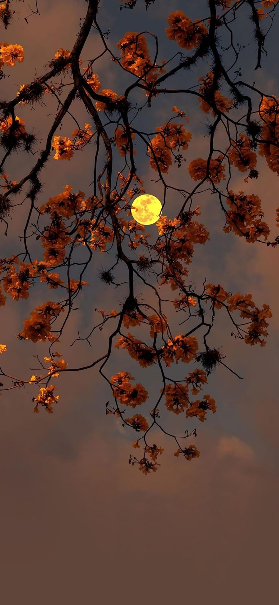 [2436×1125]夜景 树木 鲜花 月亮 苹果手机壁纸图片