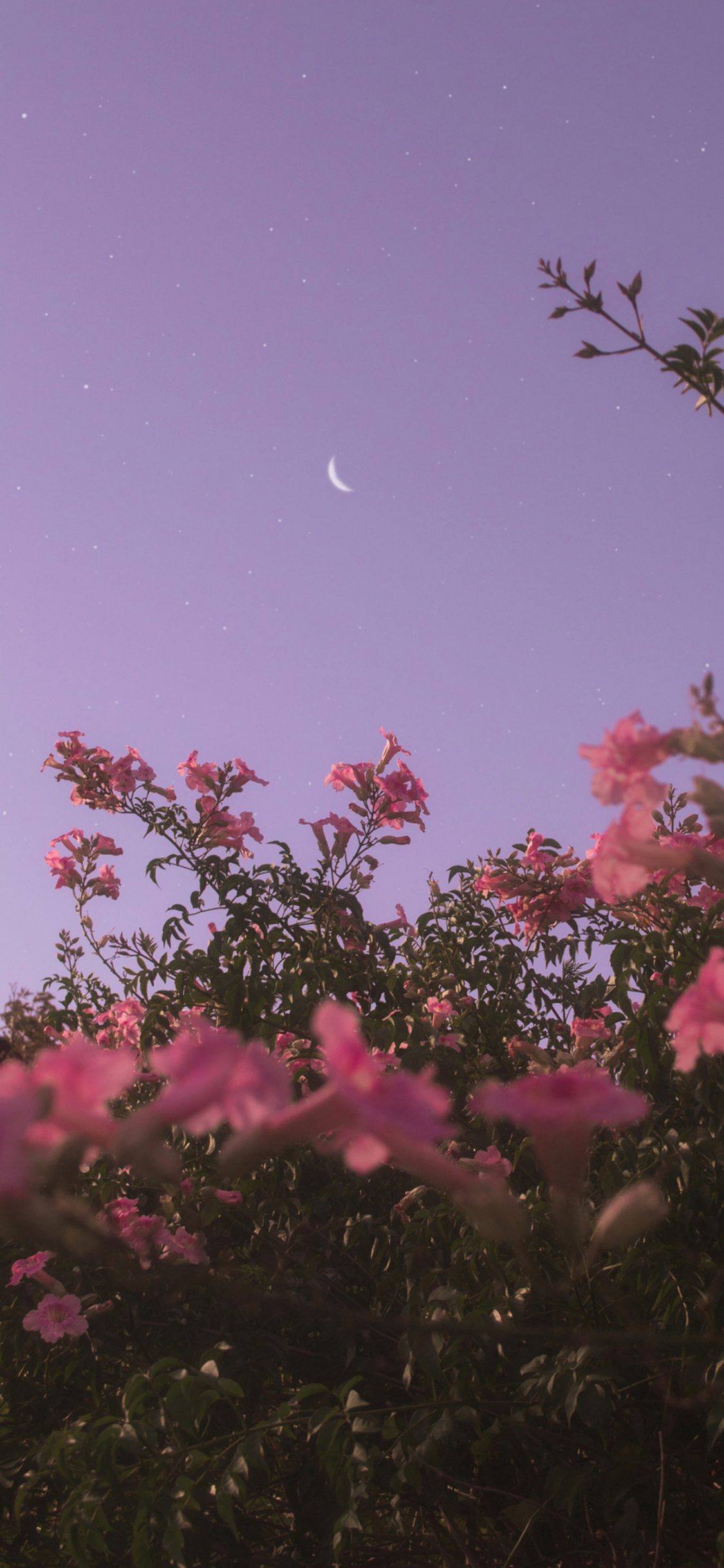 [2436×1125]夜空 鲜花 枝叶 月亮 星空 紫色 苹果手机壁纸图片