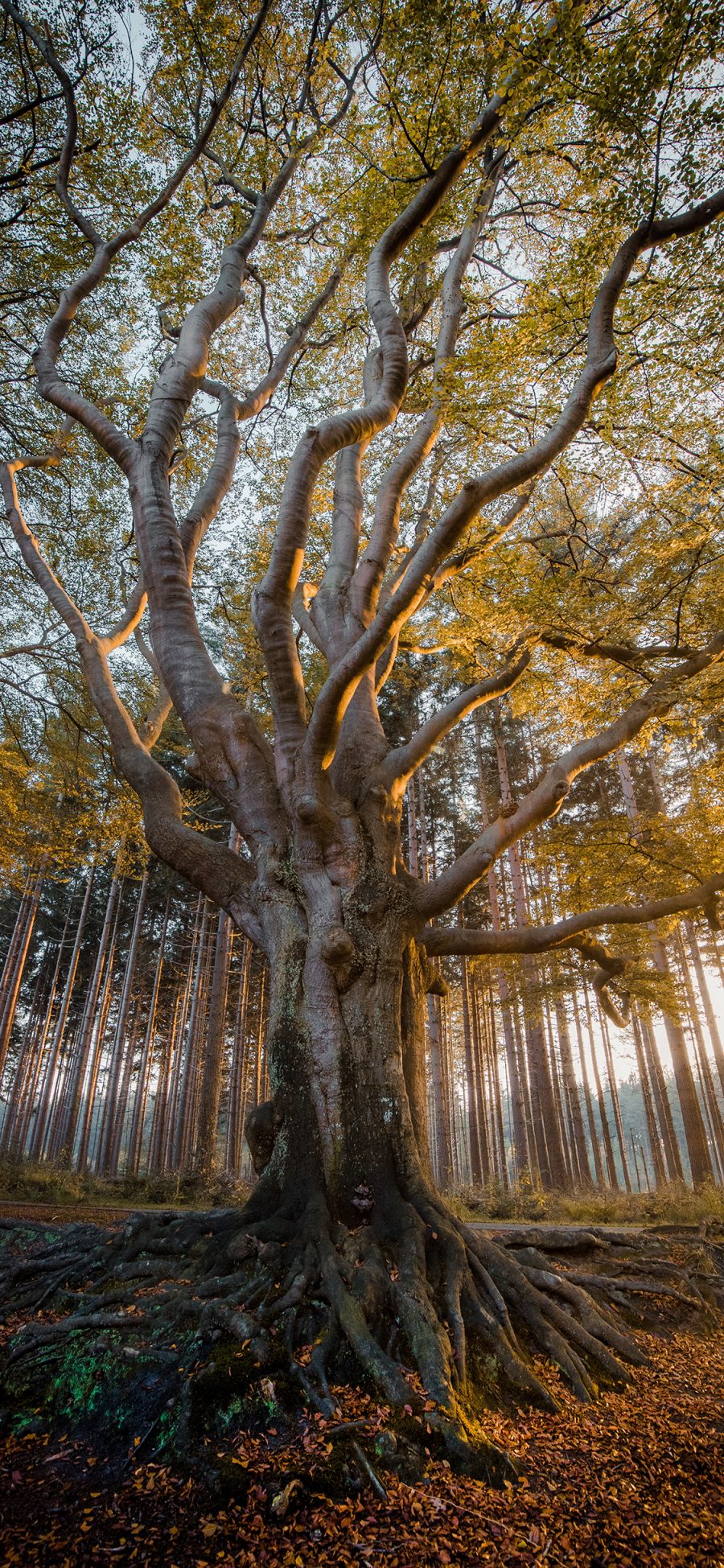 [2436×1125]大树 树冠 枝叶 茂密 苹果手机壁纸图片