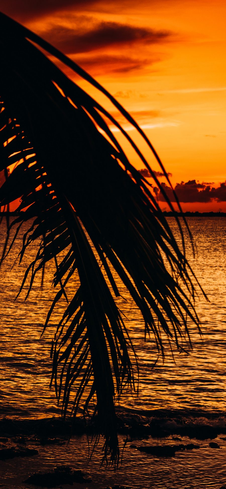 [2436×1125]大海 夕阳 树叶 唯美 苹果手机壁纸图片