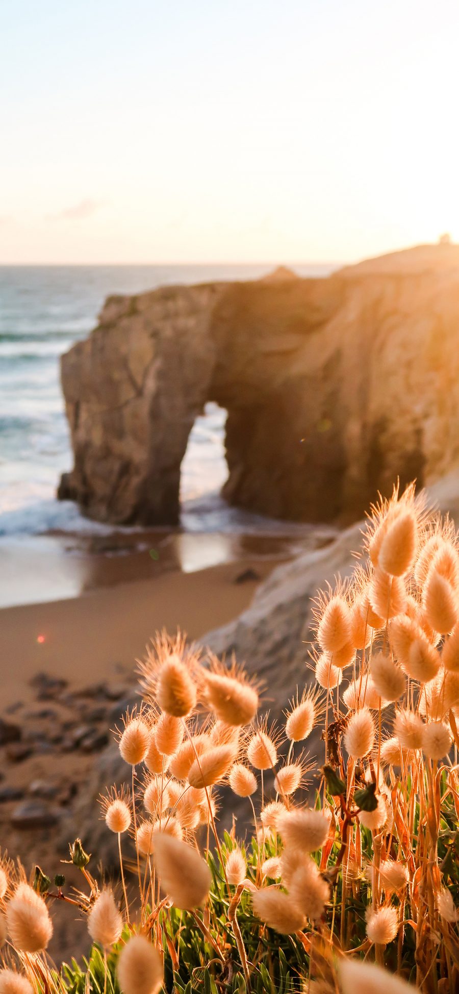 [2436×1125]大海 海岸 美景 植物 毛茸茸 阳光 苹果手机壁纸图片