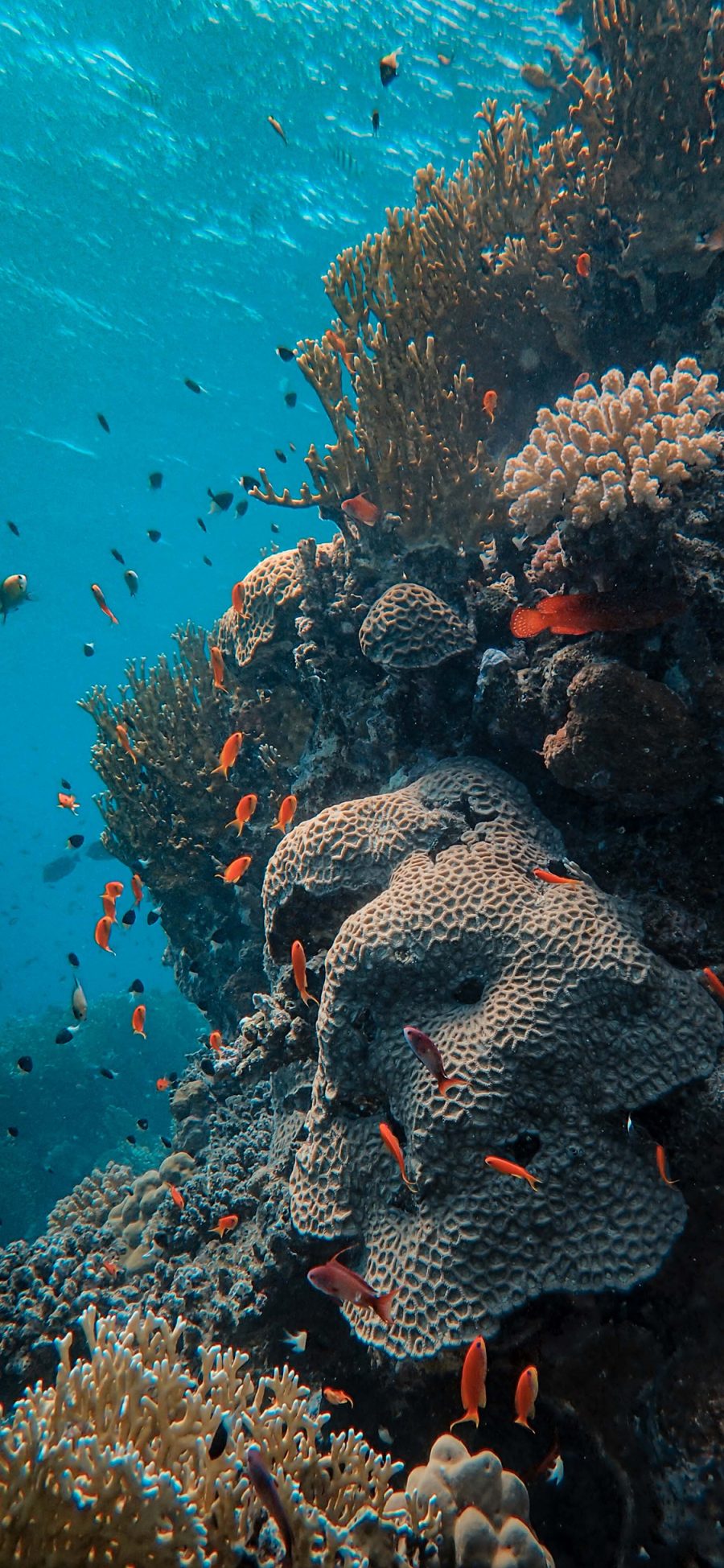 [2436×1125]大海 海底世界 珊瑚 鱼群 苹果手机壁纸图片