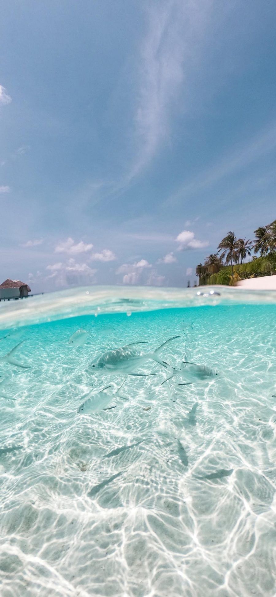 [2436×1125]大海 海洋 海水 清澈 鱼 苹果手机壁纸图片