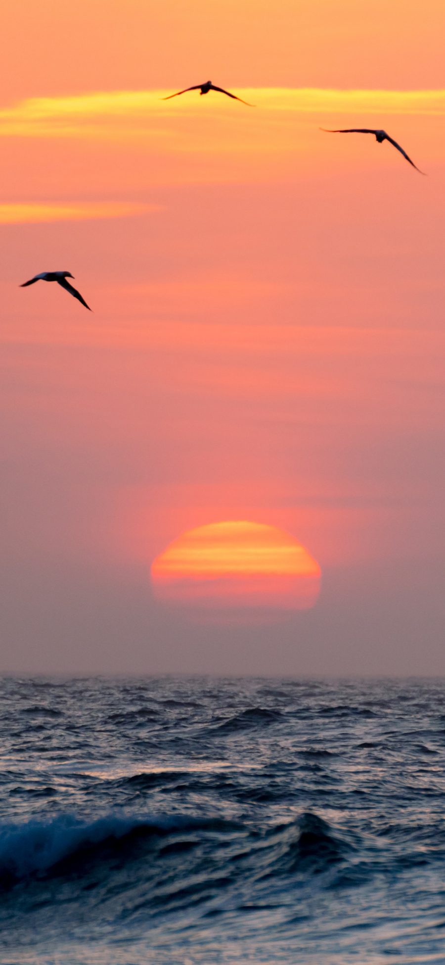 [2436×1125]大海 落日 飞鸟 唯美 苹果手机壁纸图片