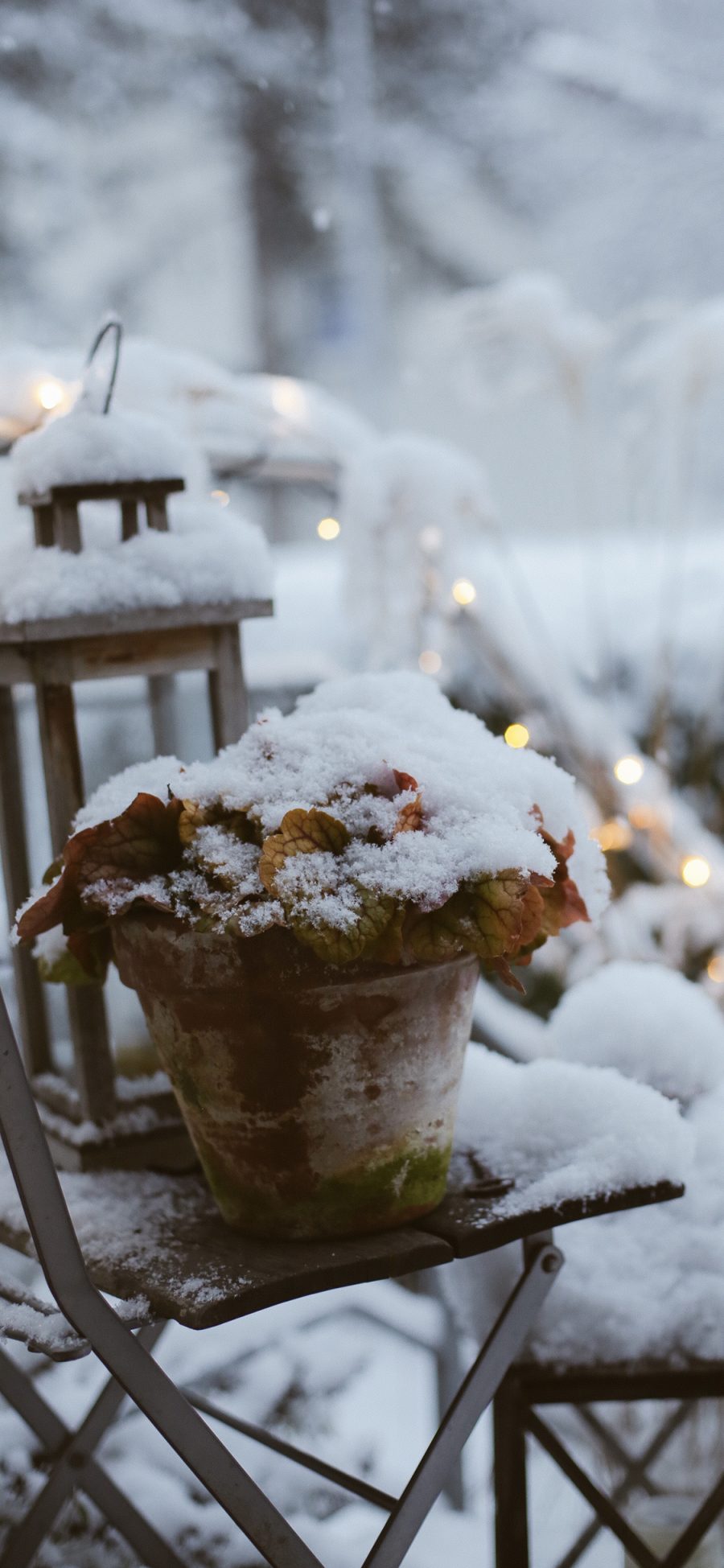 [2436×1125]室外 盆栽 雪季 降雪 苹果手机壁纸图片