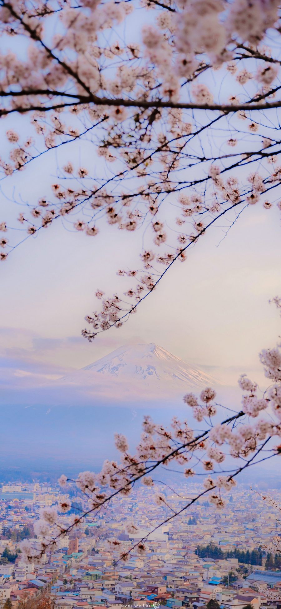 [2436×1125]富士山 日本 樱花 鲜花 枝干 苹果手机壁纸图片