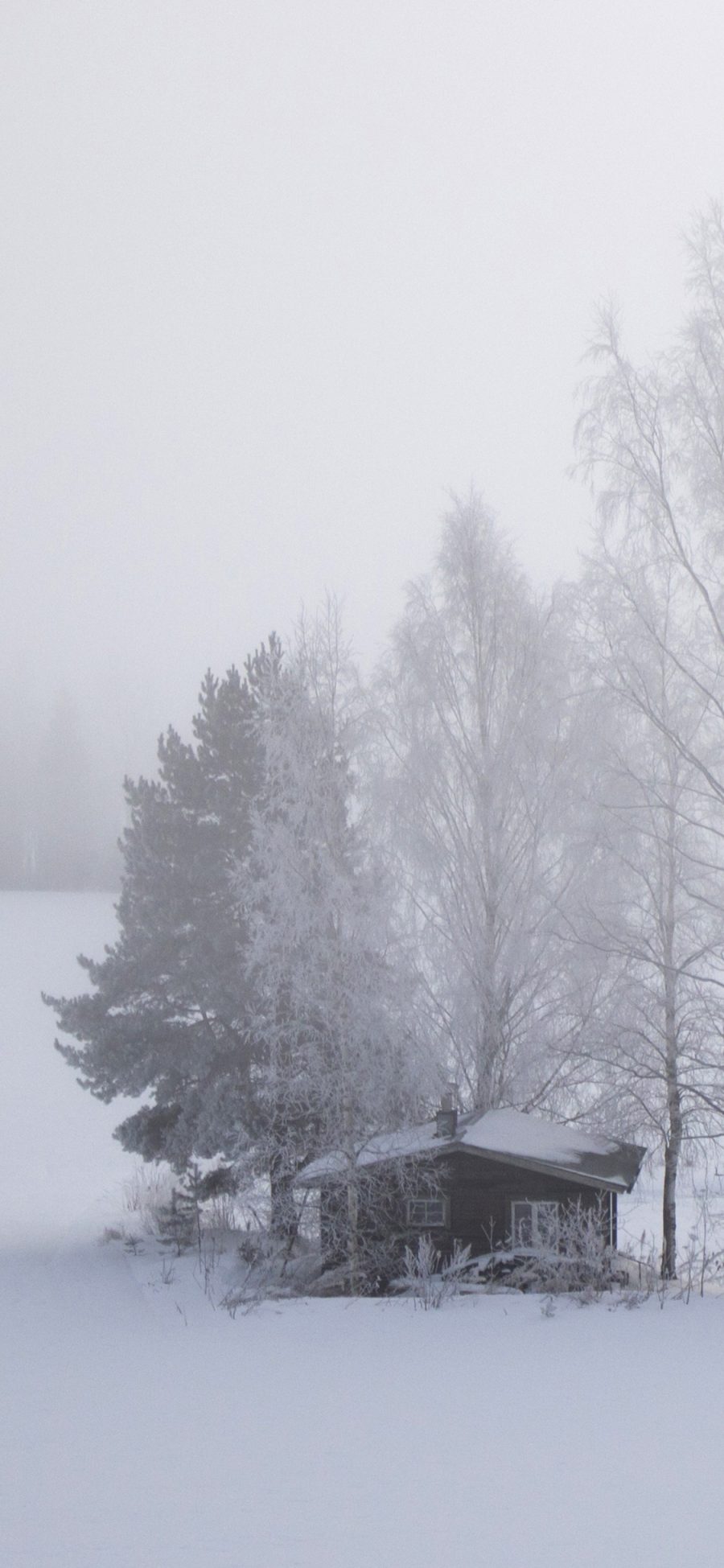 [2436×1125]小树林 大雪 覆盖 景观 雪季 苹果手机壁纸图片