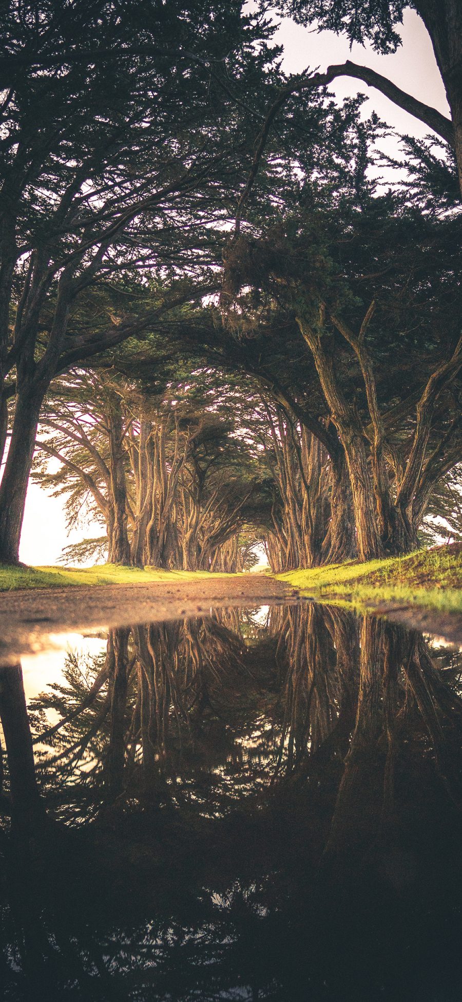 [2436×1125]就是 树木 树荫 积水 倒映 苹果手机壁纸图片