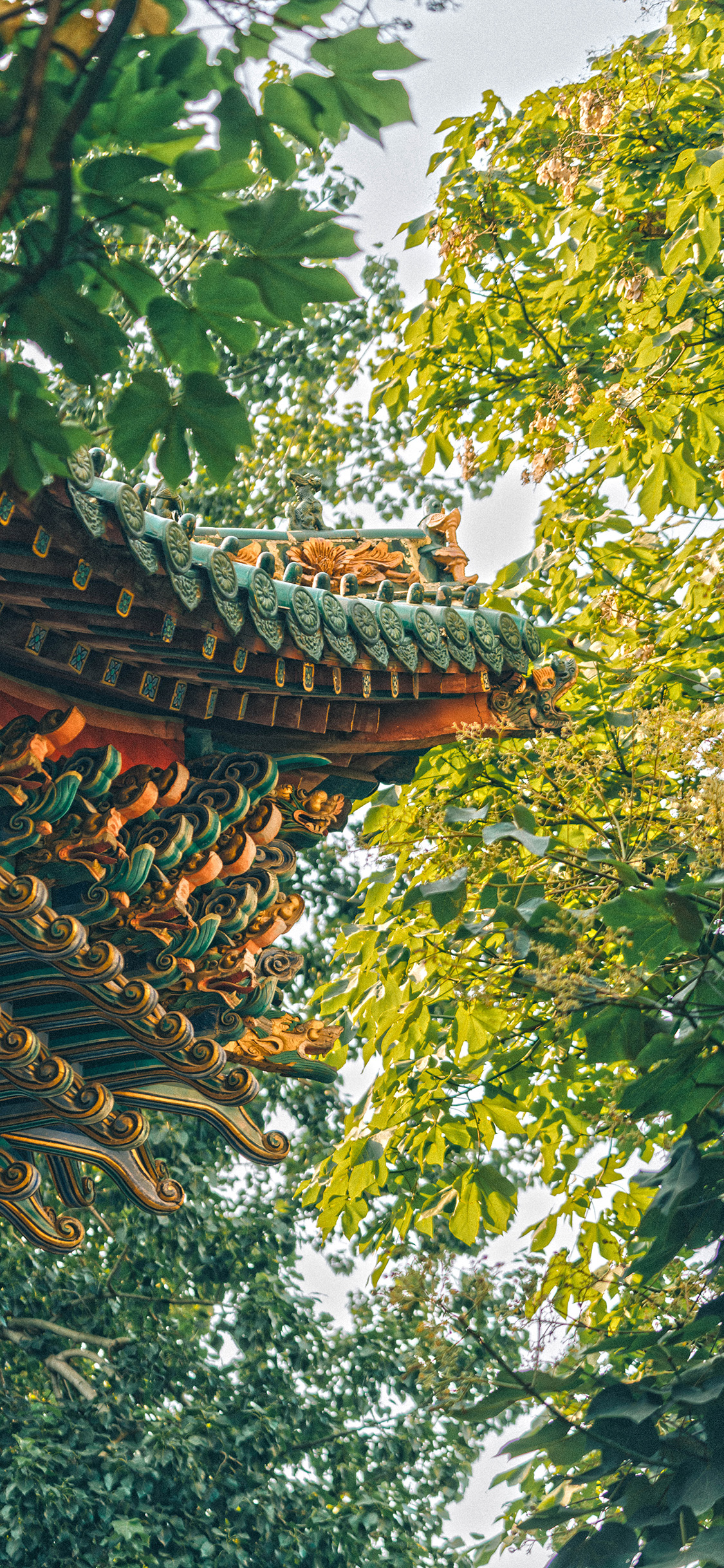 [2436×1125]屋檐 中国风 设计 林木 苹果手机壁纸图片