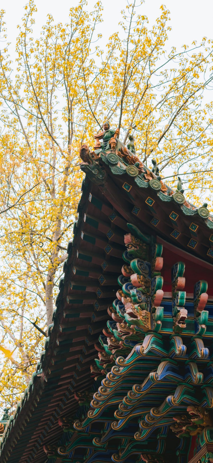 [2436×1125]屋檐 建筑 国风 色彩 树枝 苹果手机壁纸图片