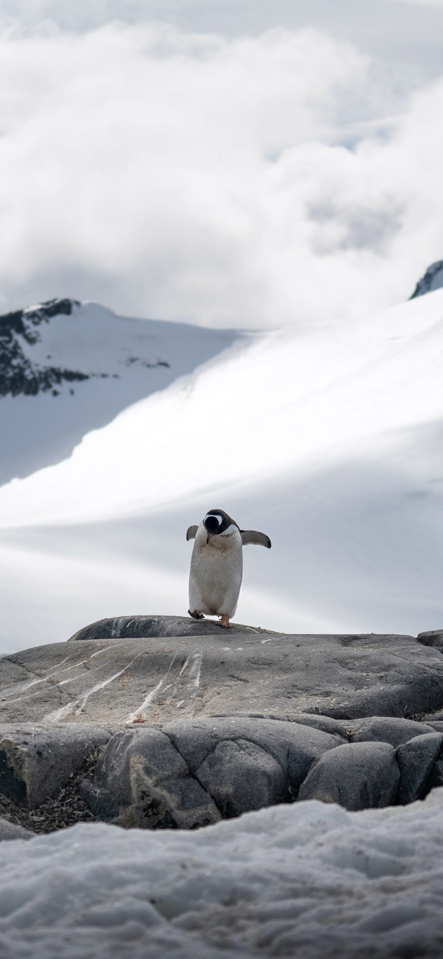 [2436×1125]山峰 雪山 南极 企鹅 苹果手机壁纸图片