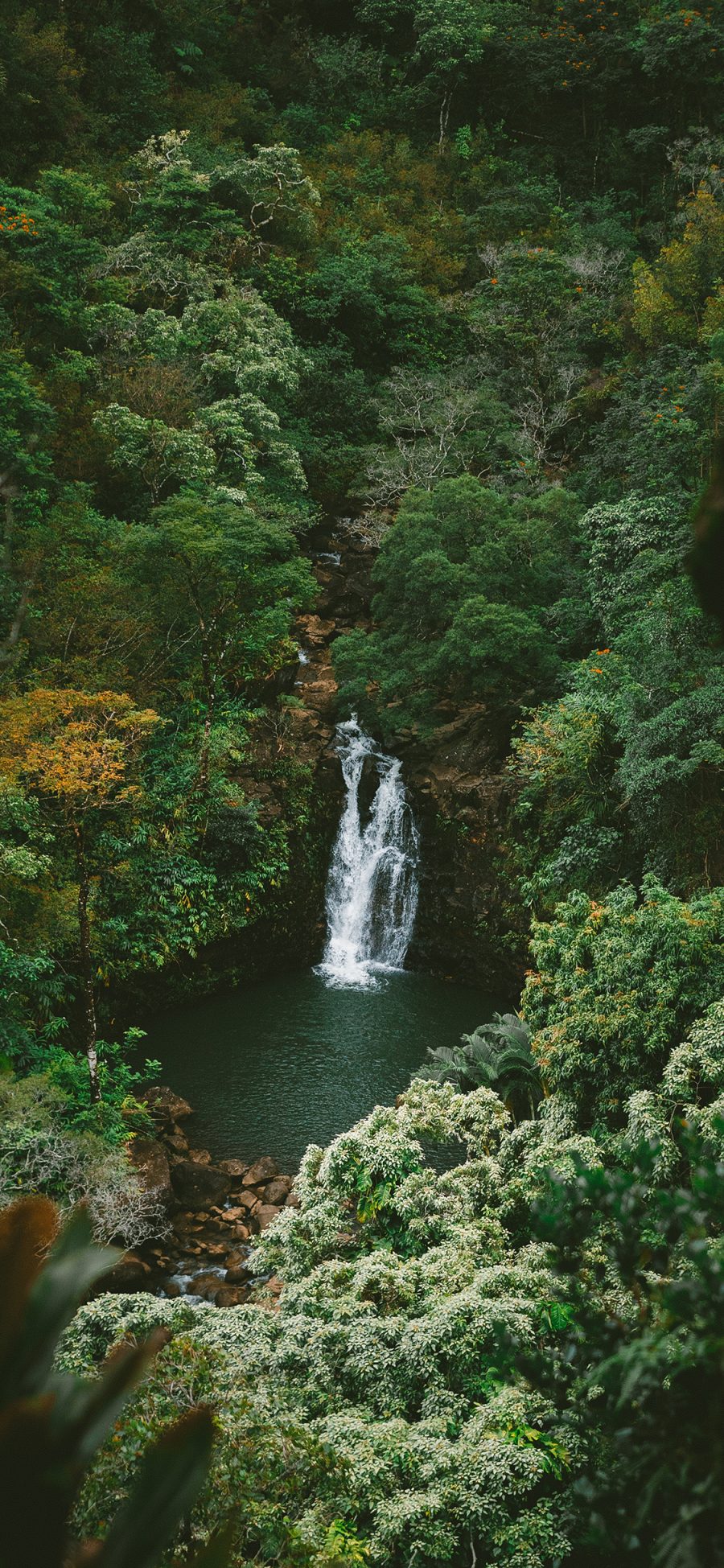 [2436×1125]山水 瀑布 树林 茂密 森林 苹果手机壁纸图片
