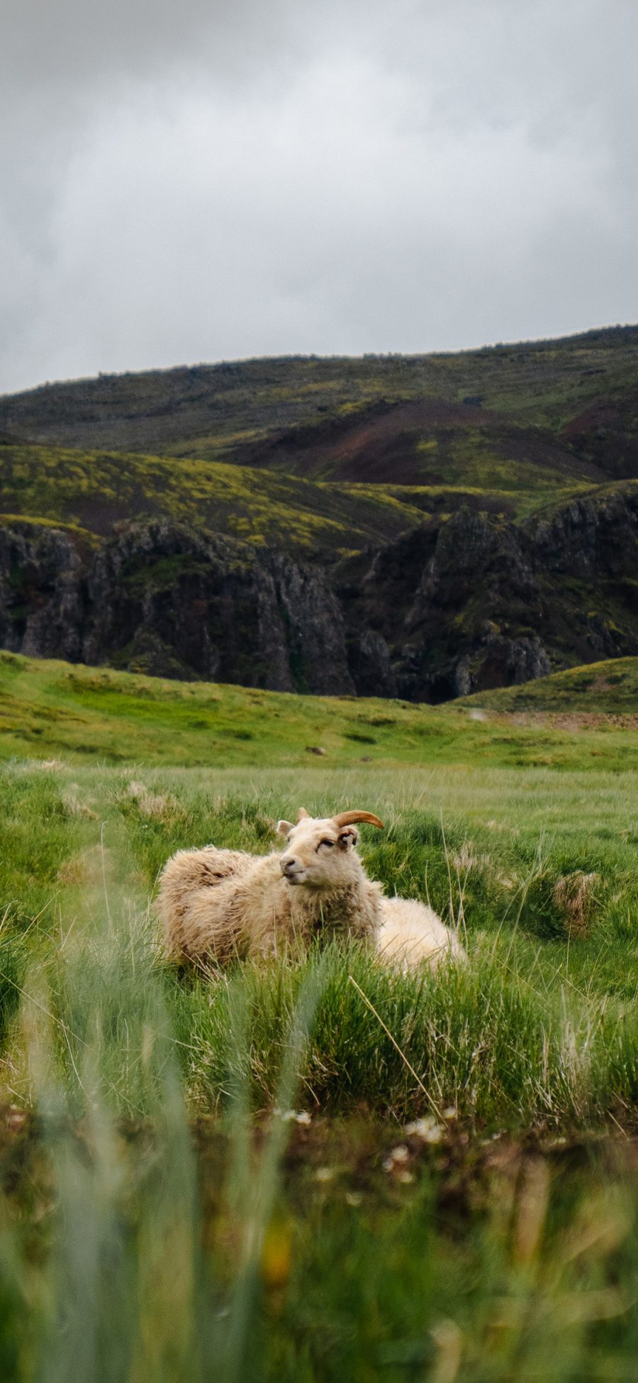[2436×1125]放牧 草地 牧羊 羊群 苹果手机壁纸图片