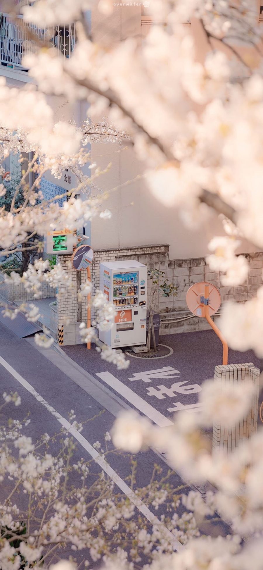 [2436×1125]日本 街景 饮品贩卖机 樱花 唯美 苹果手机壁纸图片