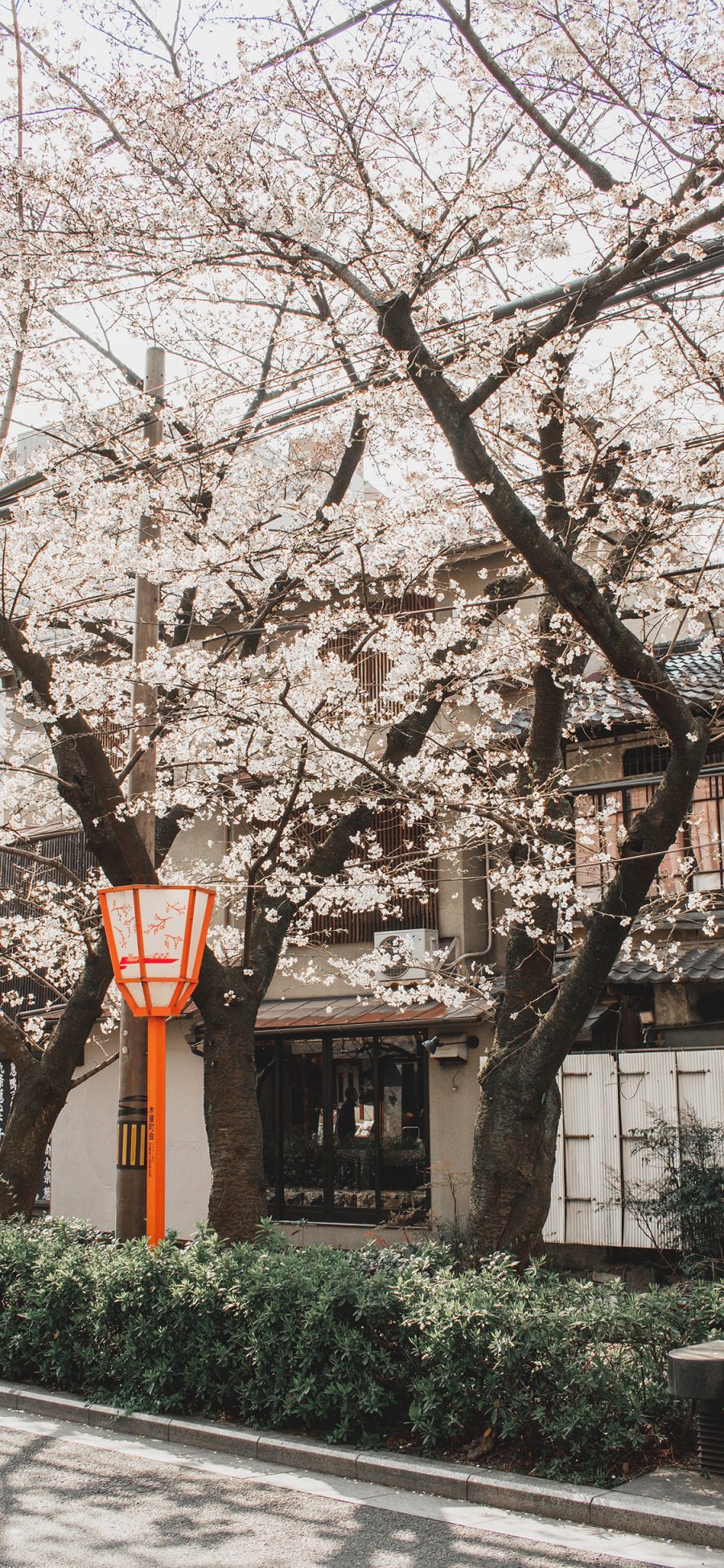 [2436×1125]日系 建筑 樱花树 浪漫 苹果手机壁纸图片