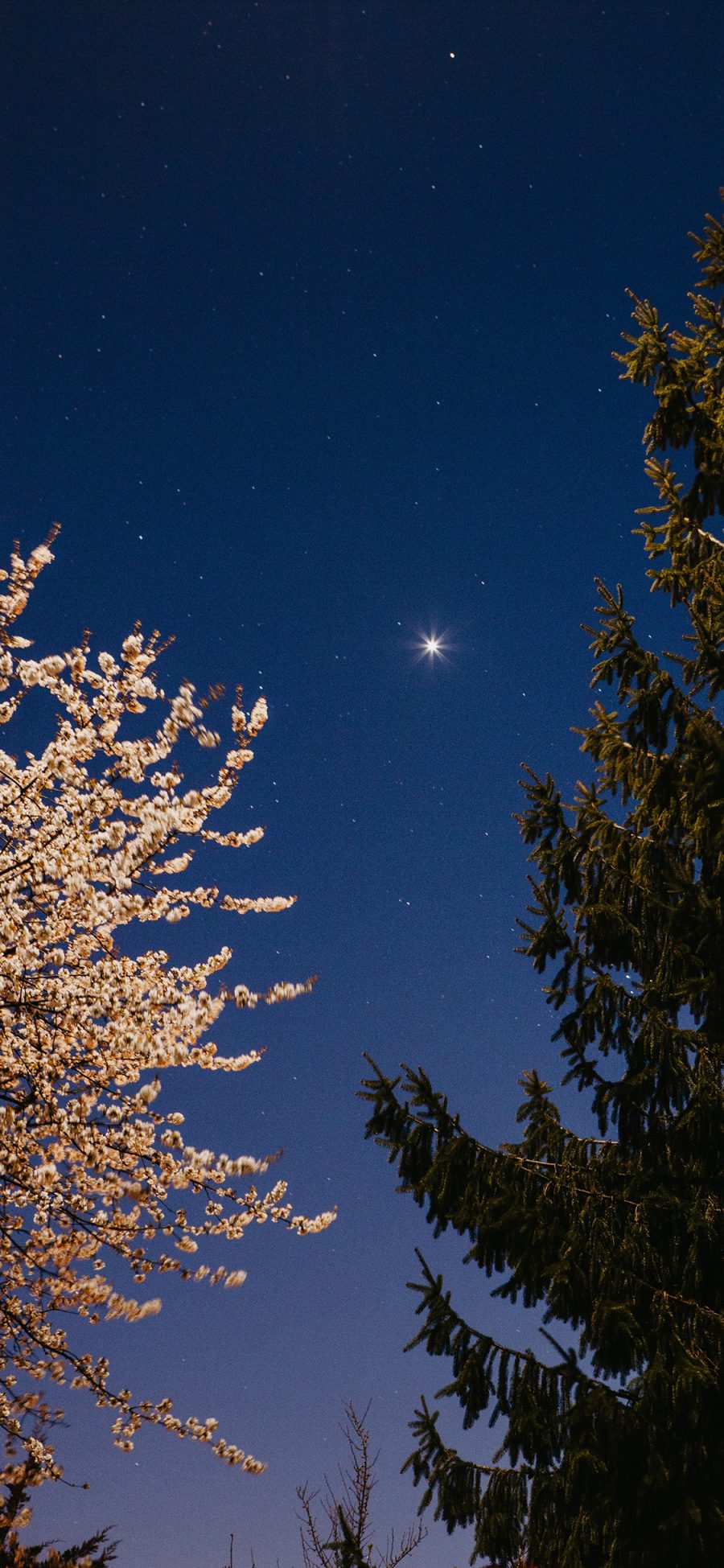 [2436×1125]星空 夜景 月亮 树木 苹果手机壁纸图片