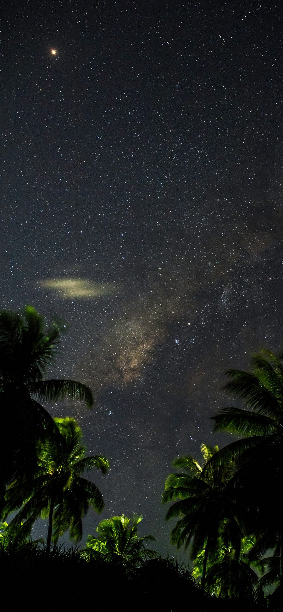 [2436×1125]星空 夜景 椰树 静谧 苹果手机壁纸图片