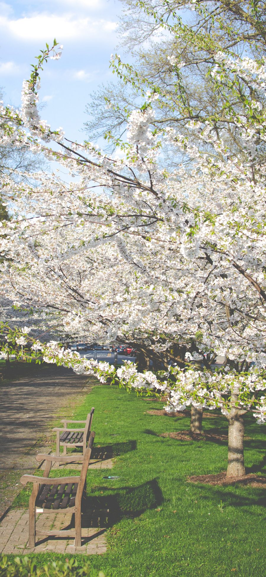 [2436×1125]春天 花开 鲜花 盛开 公园 苹果手机壁纸图片