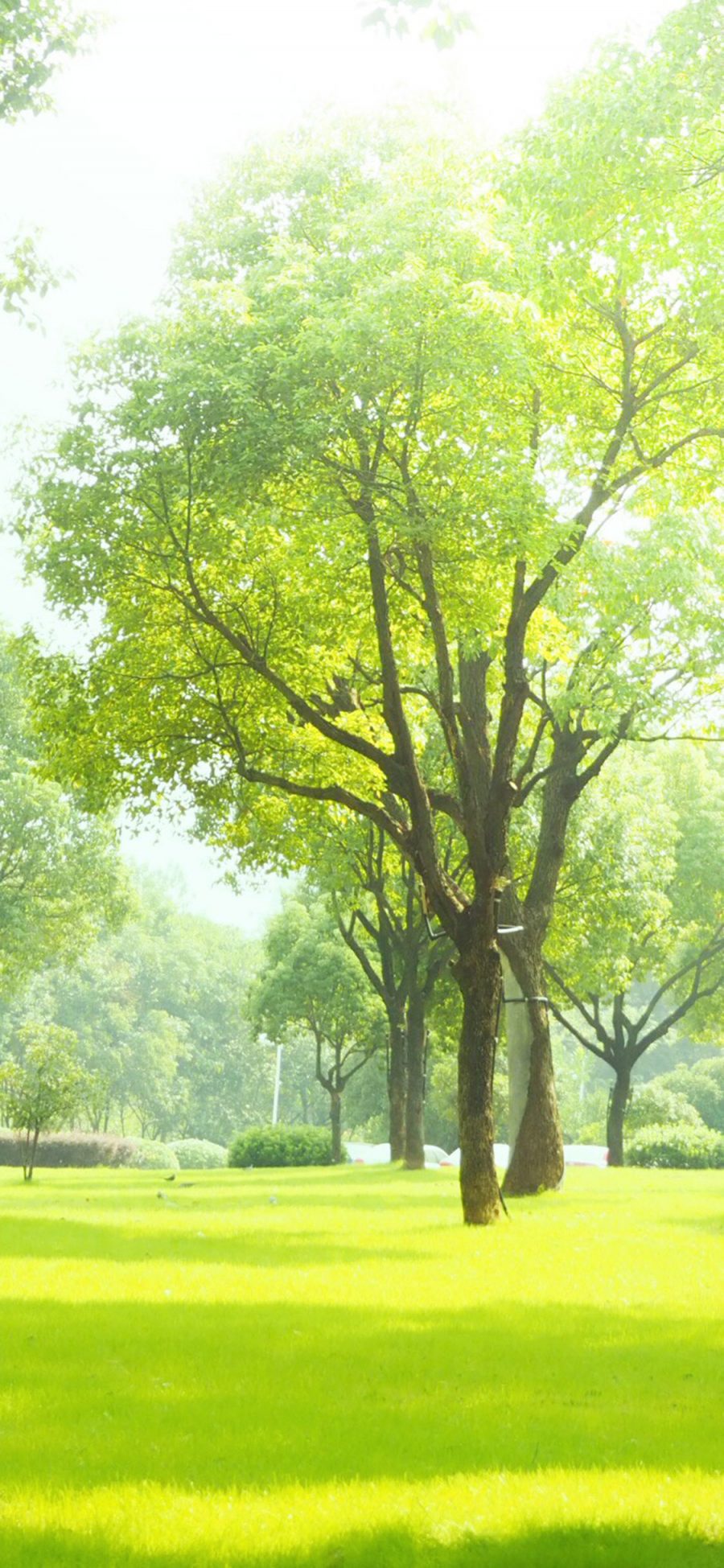 [2436×1125]春意 树木 草地 绿化 苹果手机壁纸图片