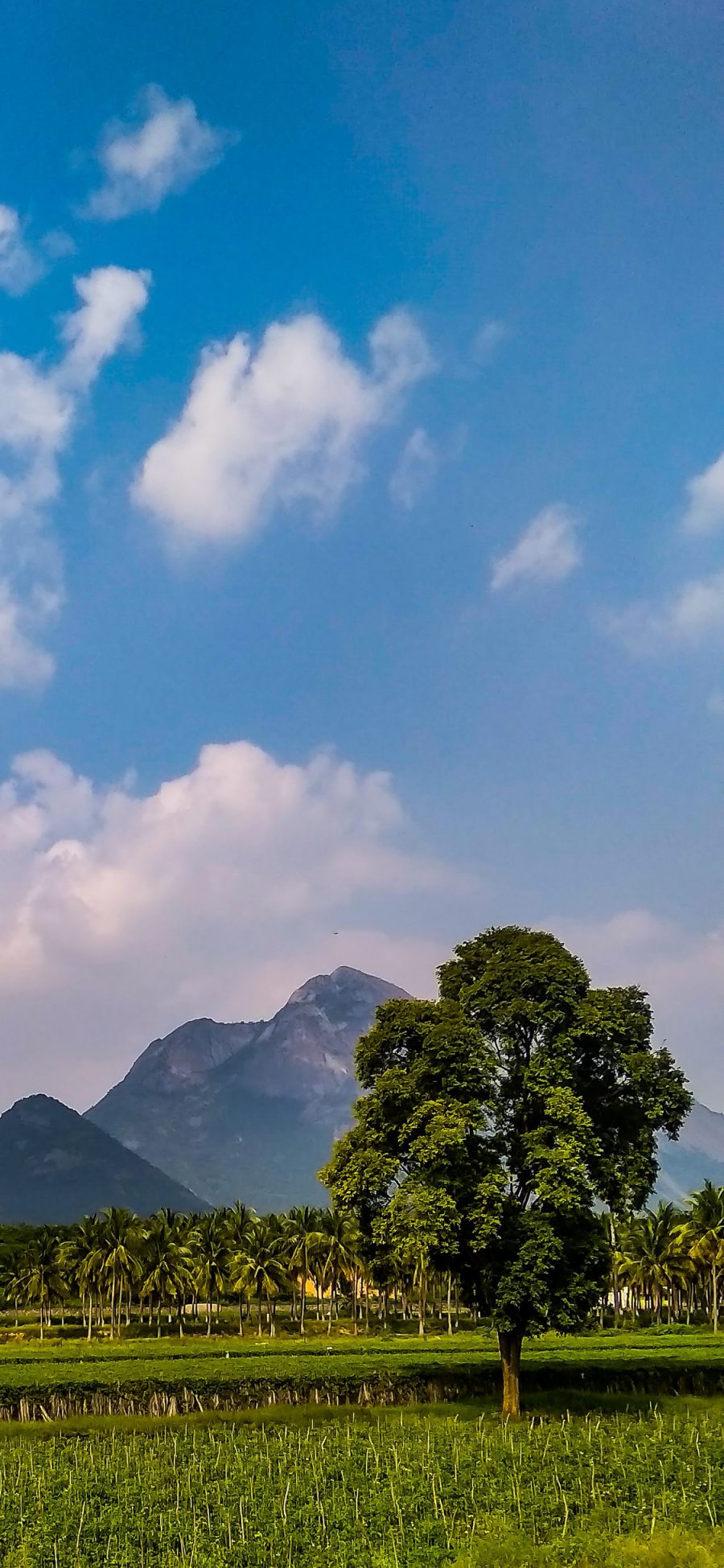 [2436×1125]景色 天空 蔚蓝 树木 苹果手机壁纸图片