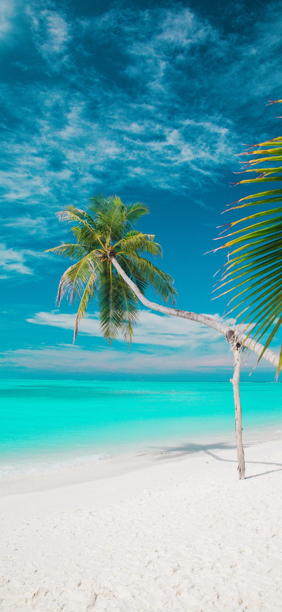 [2436×1125]景色 度假 沙滩 碧海蓝天 椰树 苹果手机壁纸图片