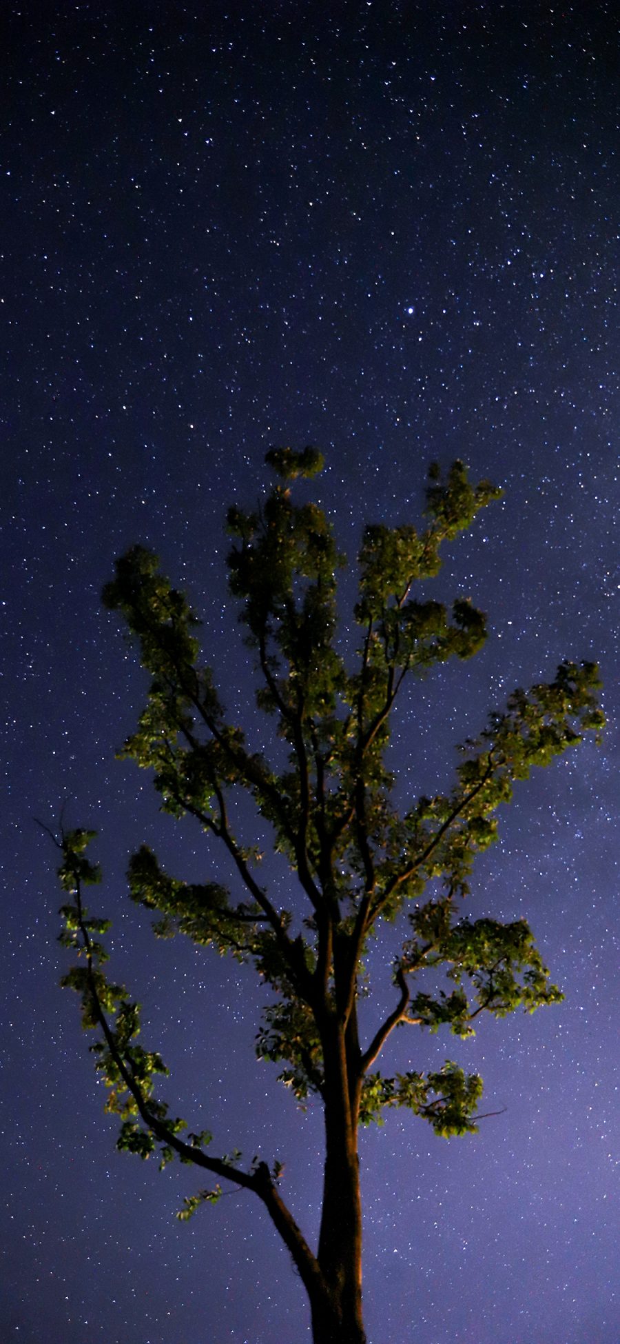 [2436×1125]景色 树木 星星 星空 璀璨 夜晚 苹果手机壁纸图片