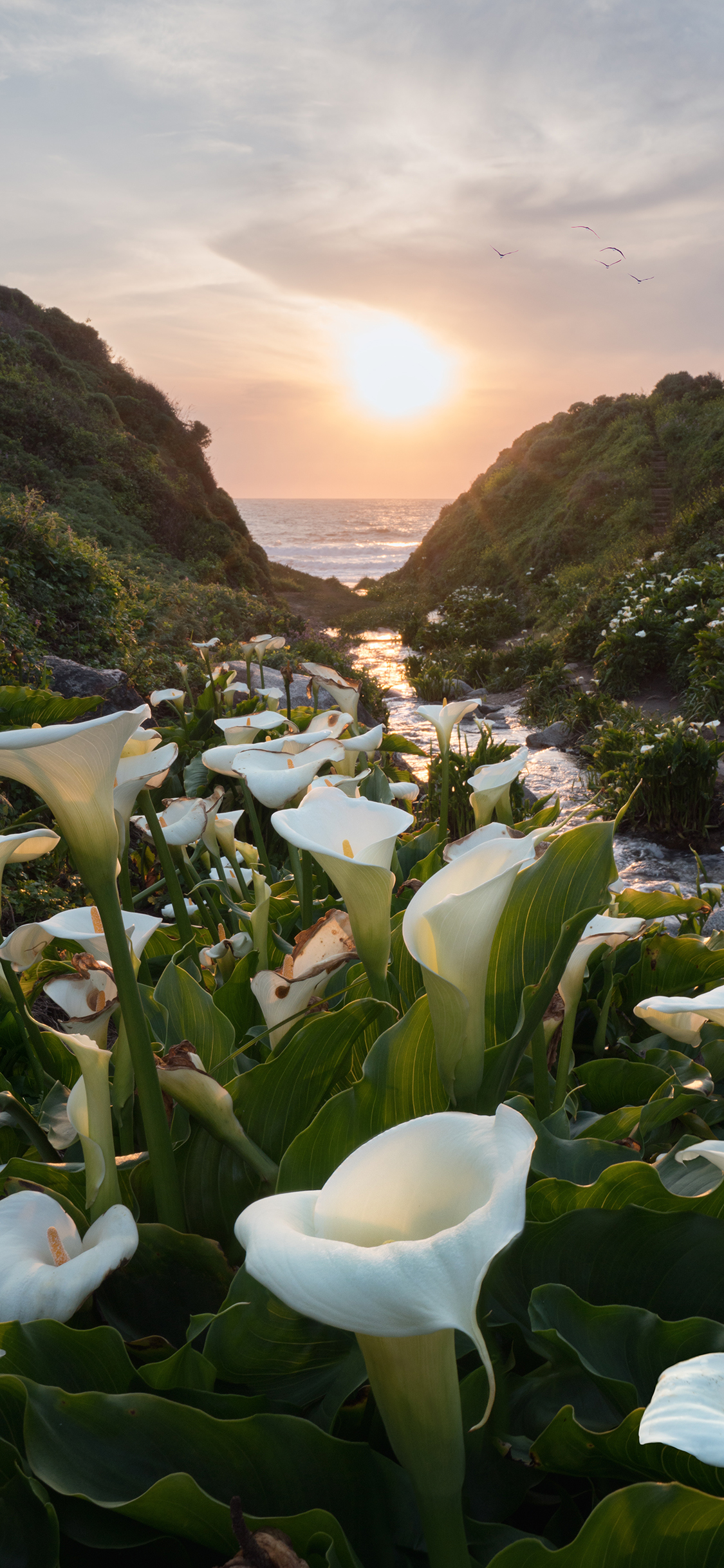 [2436×1125]景色 花田 马蹄莲 夕阳 流水 苹果手机壁纸图片